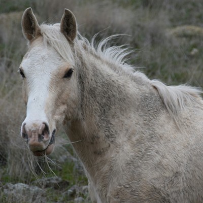 White Horse