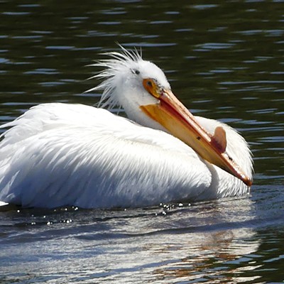 This white pelican was one of a very large flock seen on the Snake River at Swallows Park. The beak protrusion indicates the pelican is in breeding mode.