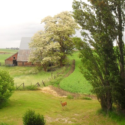 Taken June 13, 2014 by Diane Conroy, Genesee, Idaho. 1898 Barn of National Historical site, White Spring Ranch in Genesee. This deer just happened to wander through one morning against the beautiful background.