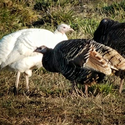 I believe this wild turkey is leucistic rather than albino. The eyes are not pink. Photographed in Nezperce County by Ken Bonner