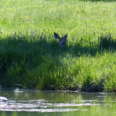 A couple of painted turtles taking a sun bath seem to be keeping an eye on two deer resting in the shade. Photo by Sarah Walker May 29, at a pond on Joseph Plains