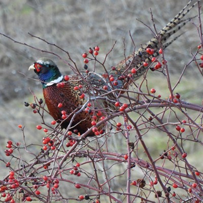 One of our neighboring pheasants in his favorite wild rose bush, taken on 31 Jan 2024 outside of Lapwai, ID. He and other members of his group are frequent visitors to the bush in order to feed on the rose hips during the winter.  Typically, the pheasants visit the bush in gender groups taking turns  - the ladies followed by the gents later in the day or vice versa.