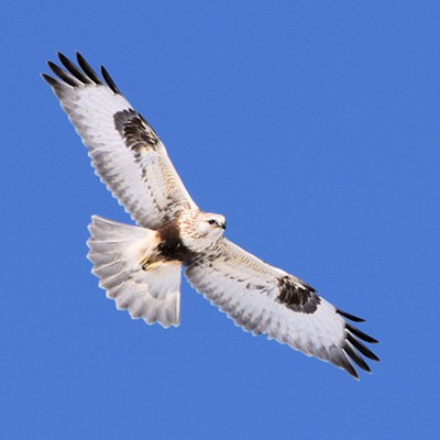 One of our winter visitors from the northern tundra, a rough-legged hawk wheels in the sky over Peola road. Photo by Stan Gibbons on March 17, 2019.