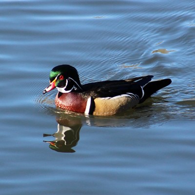 A wood duck paddles in the first duck pond Saturday, Feb. 28, 2015, when you turn right off the Blue Bridge. Picture taken by Christy Aeling Grim of Clarkston and submitted by Dan Aeling.