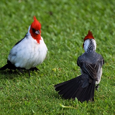 A couple of red-crested cardinals do some posturing on the lawn of the Napili Kai Beach Resort on Maui island, Hawai'i. Photo by Stan Gibbons on 4-10-2019.