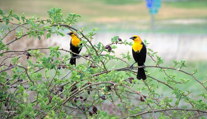 Yellow headed Blackbirds