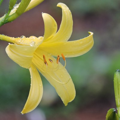 Yellow Lily bloom