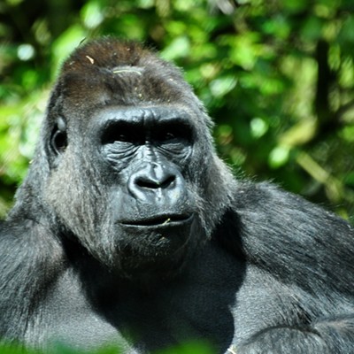 While at the Seattle Zoo in 2012 this Silverback Gorilla seemed to like posing so I got this shot of him. You want to wonder what he must think when he watches us. By Jerry Cunnington, 4/18/2012