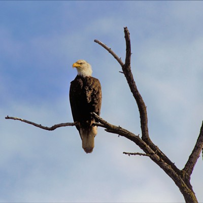 This young eagle was looking for food near the Snake River on April 1, 2020. Mary Hayward of Clarkston took this shot.