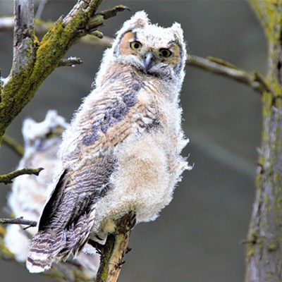 These young owls were in a tree near the Snake River on the Lewiston side. Taken April 17, 2019 by Mary Hayward of Clarkston.