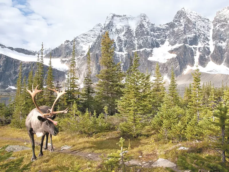 A new proposal intends to protect woodland caribou like this one, seen in Alberta's Jasper National Park in 2010. - MARK BRADLEY, BOREALNATUREPHOTOS.COM