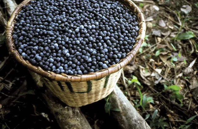 Acai berries are full of antioxidants, fiber and minerals, but nutritionists are skeptical of overblown health claims.