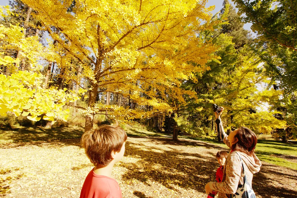 Aya VanCurler, right, takes a photo of a ginkgo tree as her 10 year old son Taichi, left, and 7 year old son Kai look on, at John A. Finch Arboretum. - YOUNG KWAK
