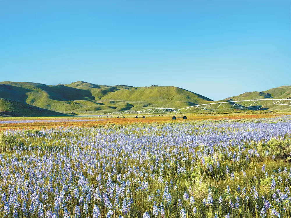 Camas lily field in the Centennial Marsh Wildlife Management Area in Idaho near Hill City. - CHARLES KNOWLES