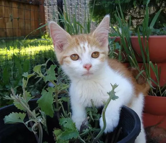 Plant Cats Are Allergic To Got an Itchy Pet? See Your Vet! This