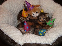 kittens_in_hats.jpg
