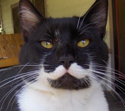 CAT FRIDAY: Cats with moustaches edition