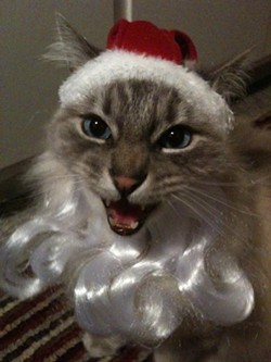 CAT FRIDAY: Christmas Cats Edition