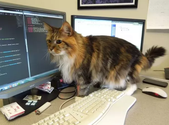 CAT FRIDAY Meet Design Spike s part time office cat CAT FRIDAY Meet Design Spike s part time office cat