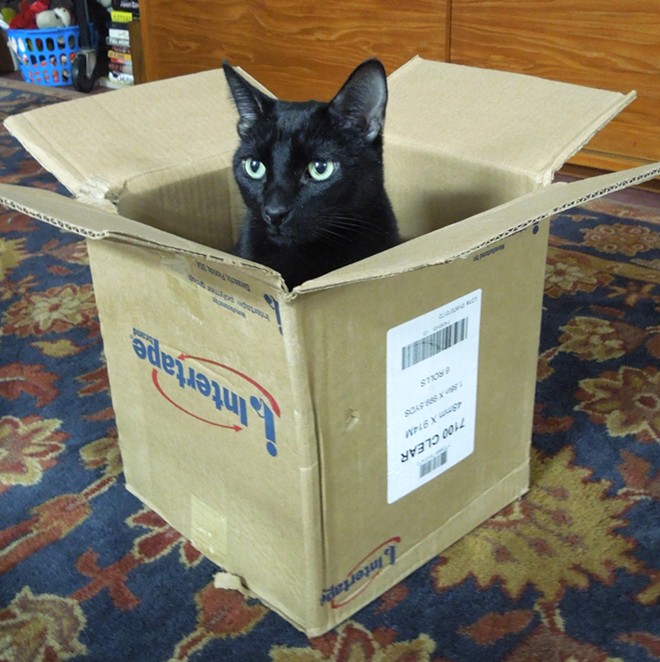 CAT FRIDAY: Meet the cats of Spokane Vintage Warehouse
