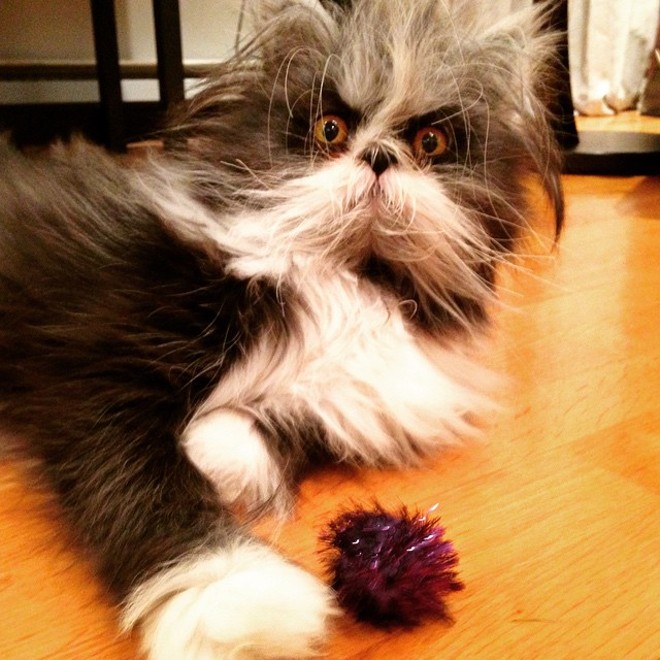 CAT FRIDAY: Meet the Internet's latest feline sensation, Atchoum