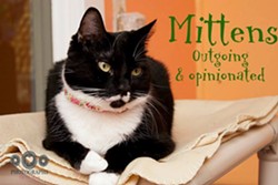 CAT FRIDAY: Mittens has been waiting almost a year for a home