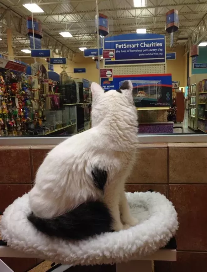 CAT FRIDAY: Spokane Humane Society's new adoption center ...