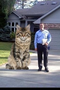 CAT FRIDAY: The cats of election 2012