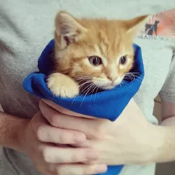 CAT FRIDAY: The kittens are coming
