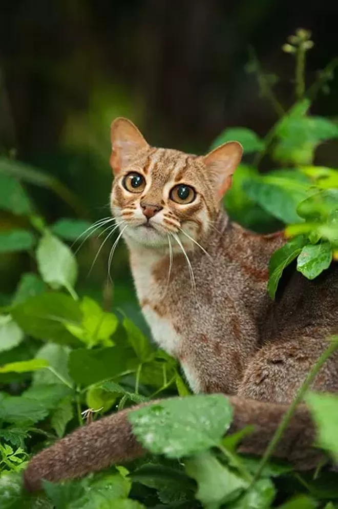 Cutest Cat Breed In India Cutest Cat Breed In India