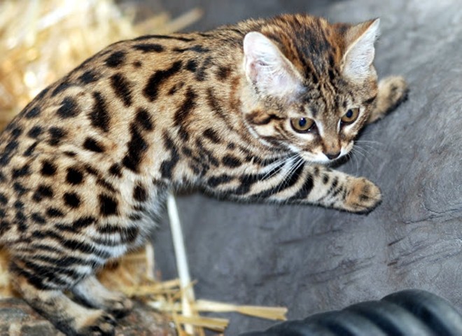 CAT FRIDAY: The world's cutest wildcats