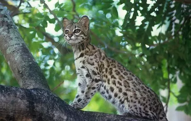 CAT FRIDAY: The world's cutest wildcats | Bloglander