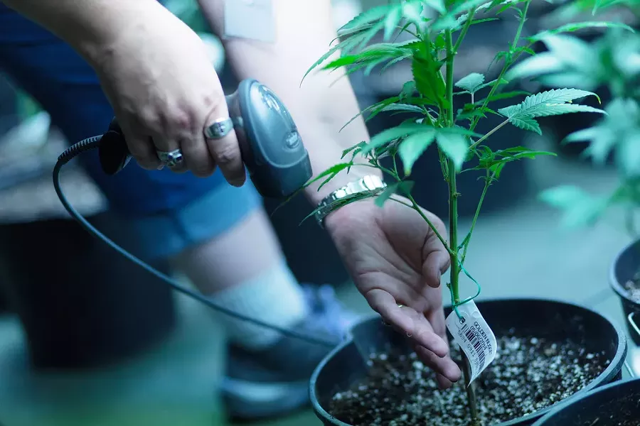 Co-Owner Johanna Tuttle scans a Golden Nugget marijuana plant that has been relocated. - YOUNG KWAK