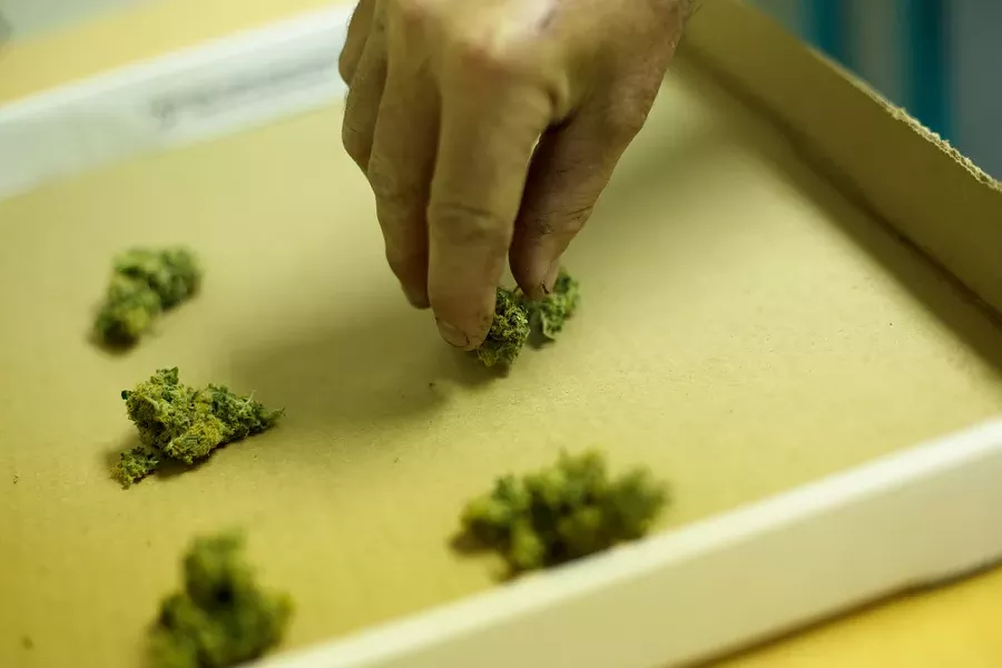Co-Owner Wesley Tuttle creates one gram piles of New York City Diesel marijuana. - YOUNG KWAK