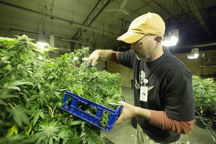 Co-Owner Wesley Tuttle harvests a New York Diesel marijuana plant. - YOUNG KWAK