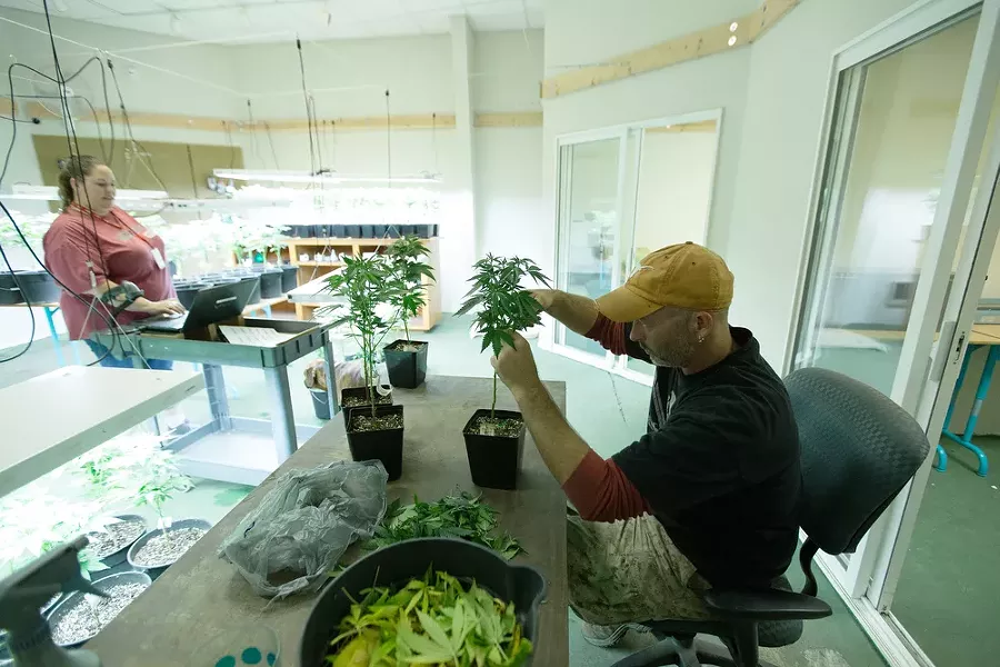 Co-Owner Wesley Tuttle, right, trims a Golden Nugget marijuana plant while his wife and Co-Owner Johanna scans Golden Nugget plants that have been relocated. - YOUNG KWAK