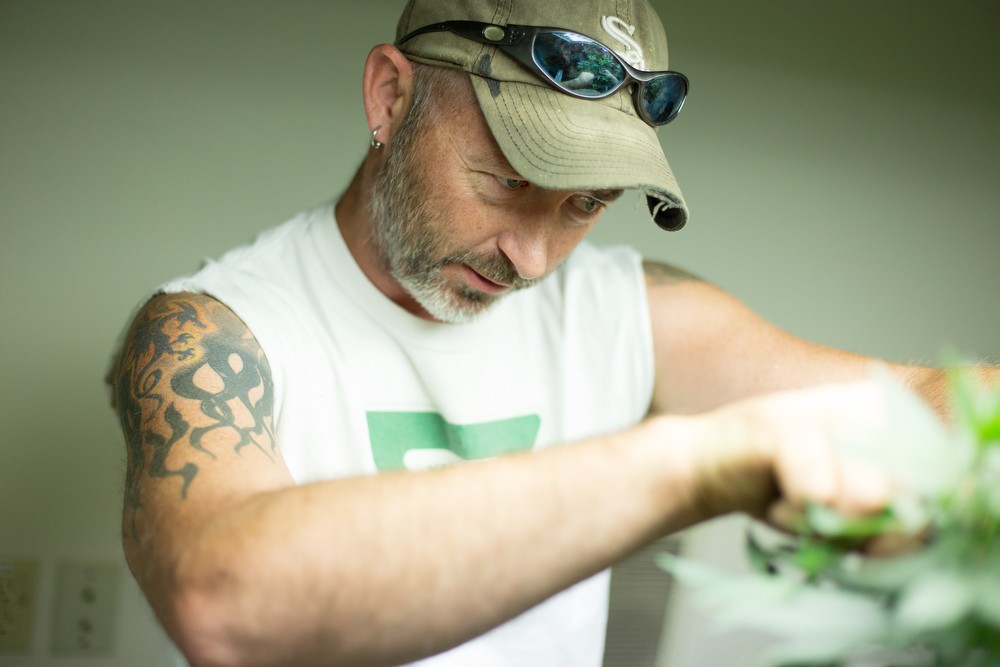 Co-Owner Wesley Tuttle trims a Golden Nugget marijuana plant for cloning. - YOUNG KWAK