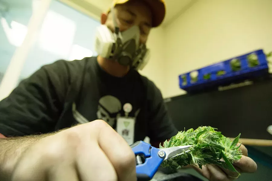 Co-Owner Wesley Tuttle trims harvested New York Diesel marijuana. - YOUNG KWAK