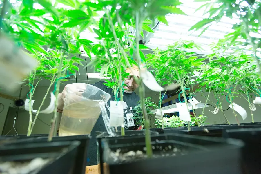 Co-Owner Wesley Tuttle waters a Golden Nugget marijuana plant. - YOUNG KWAK