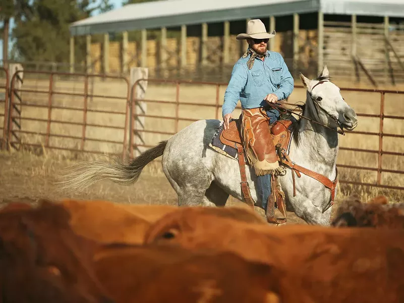 Cody Harris rounding up cattle on the West Plains - YOUNG KWAK