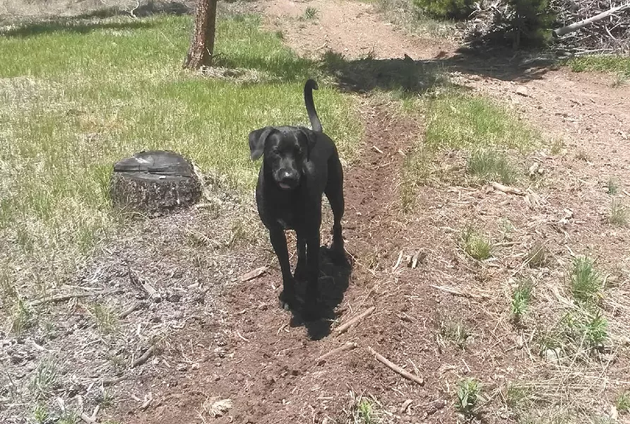 Craig Jones raised Arfee, the black Labrador pictured, from birth.