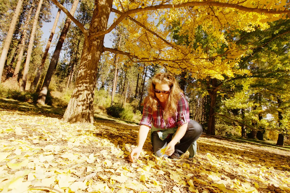 Donna Scheunemann picks up ginkgo leaves to add to a dining table centerpiece at John A. Finch Arboretum. - YOUNG KWAK