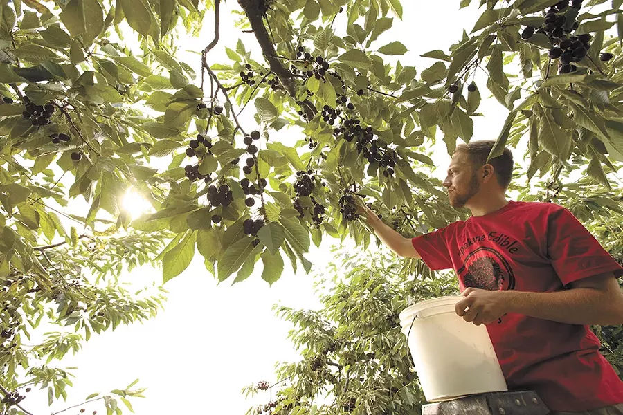 Edible Tree volunteer Aren Murcar at work last week. - YOUNG KWAK