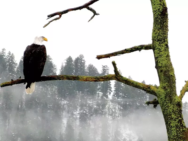 For a month, bald eagles have lured sigh-seers to Lake Coeur d'Alene. - KEVIN TAYLOR