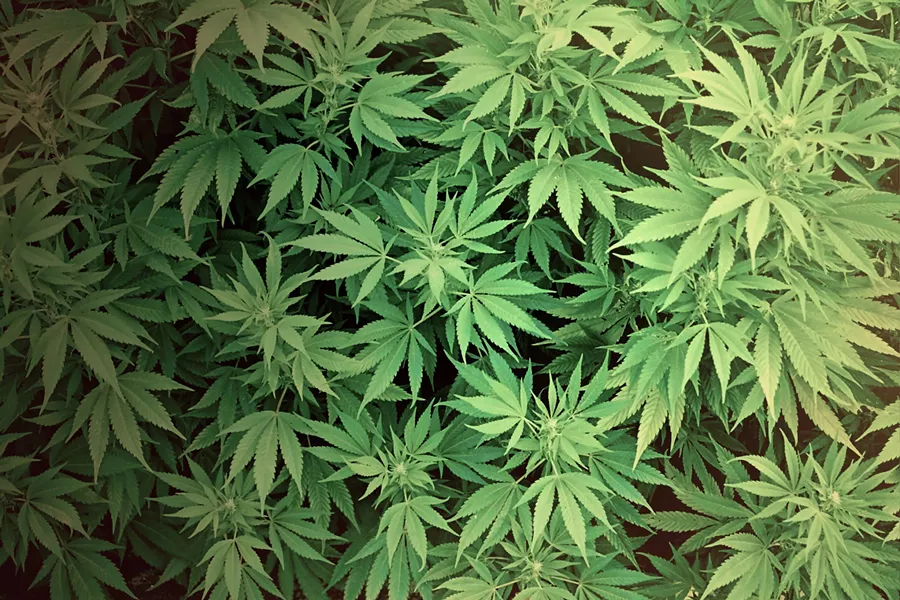 pot_1.jpg