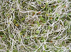 Health officials warn of E. coli outbreak linked to sprouts