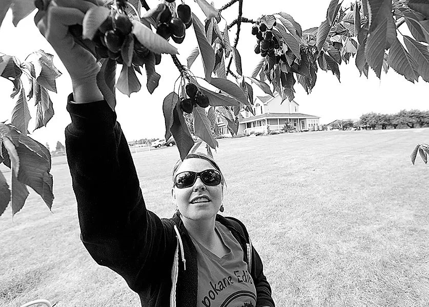 Kate Burke picks cherries for the Spokane Edible Tree Project. - YOUNG KWAK