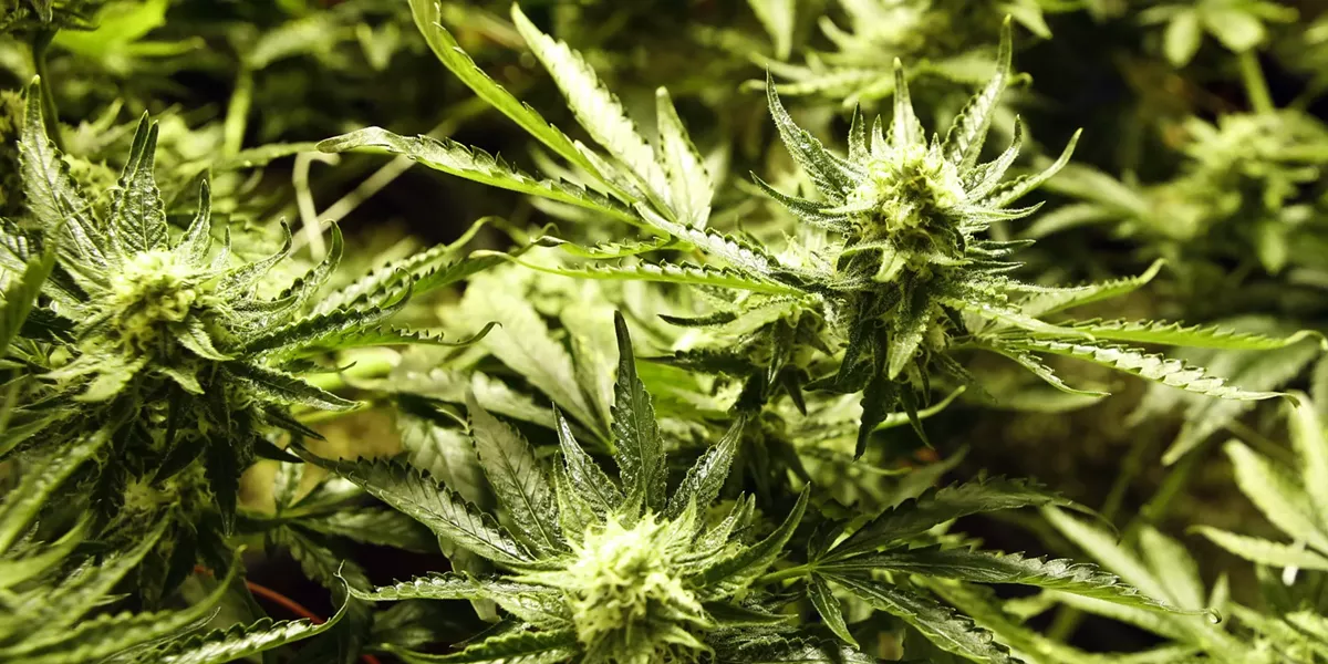 marijuana.jpg
