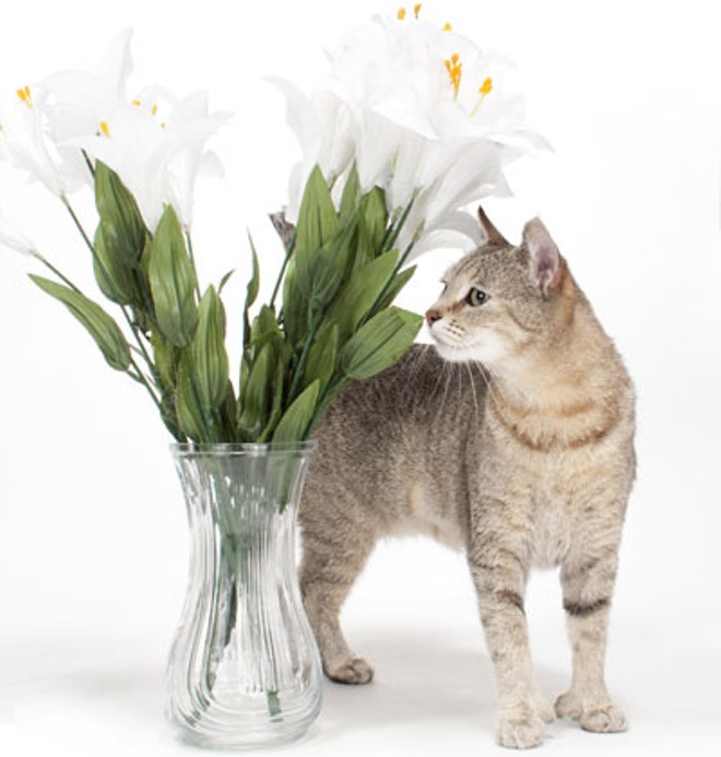 Cat Friday Keep Cats Away From Lilies This Easter Bloglander 4962