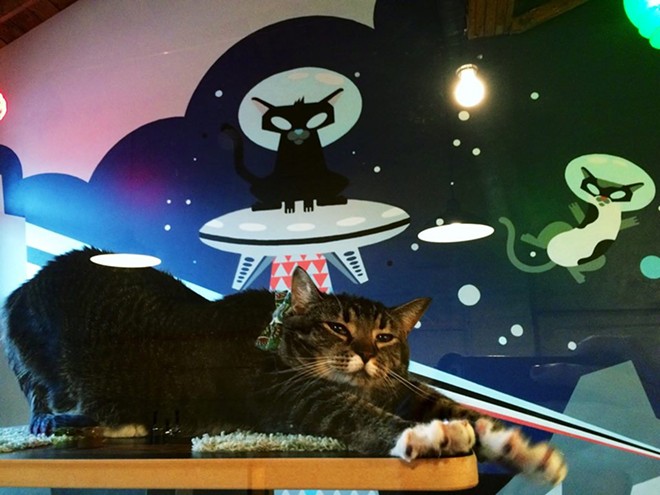 One of the cafe's first ever residents, Begonia, stretches in front of an amazing space cat mural. - PURRINGTONS FACEBOOK